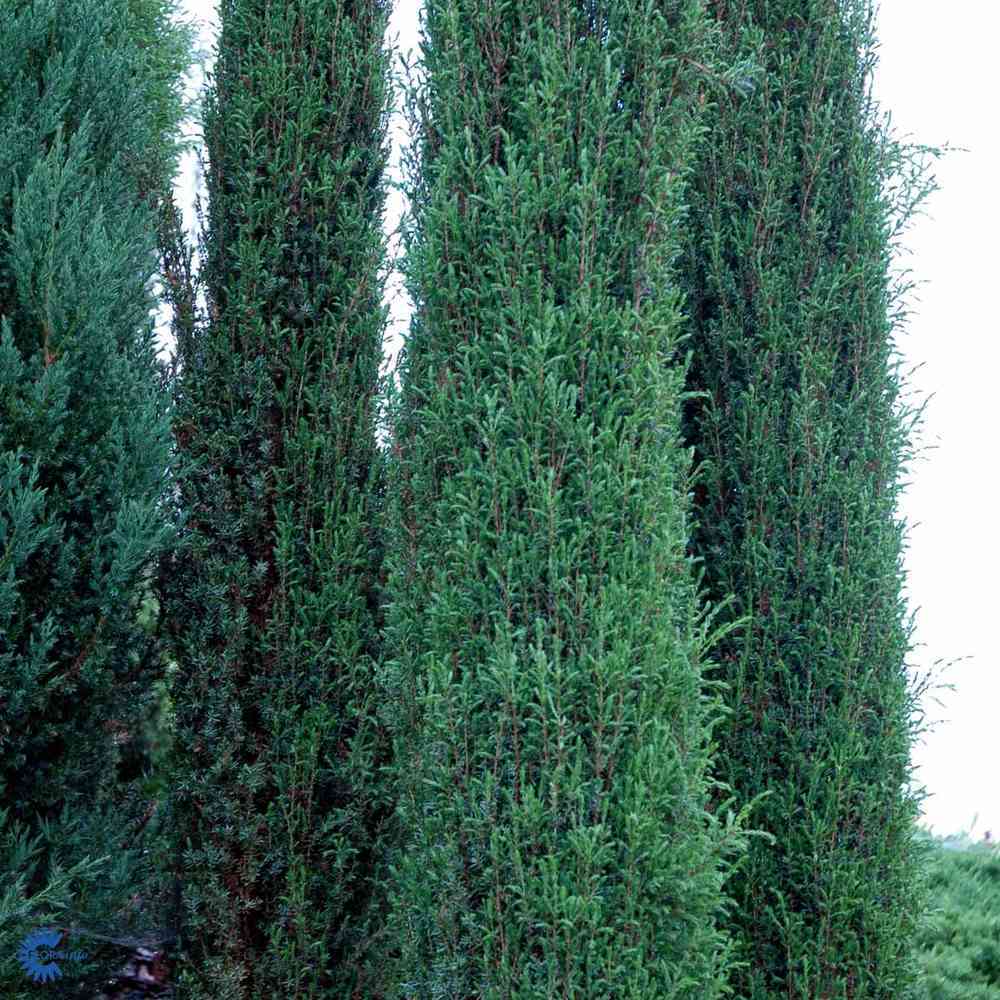 Juniperus communis 'Norrback'