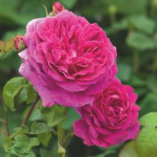 David Austin -ruusu 'Young Lycidas' (Ausvibrant)