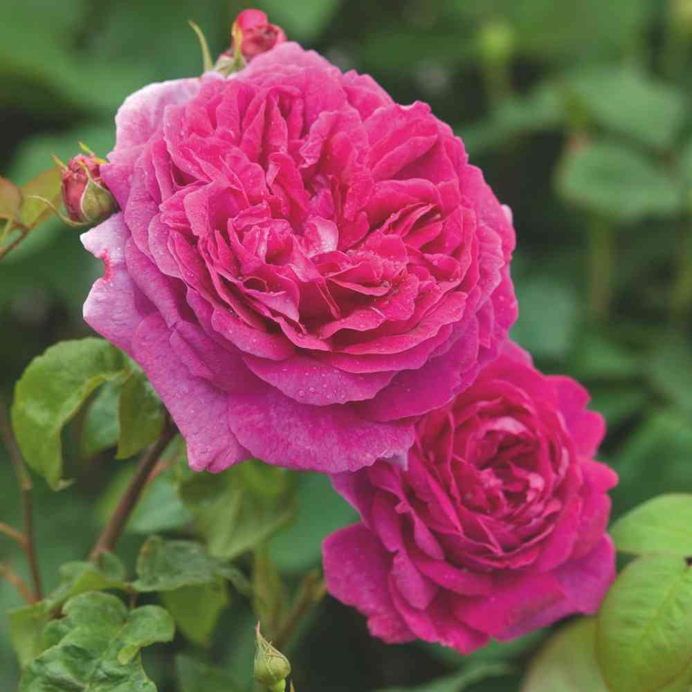 David Austin -ros 'Young Lycidas' (Ausvibrant)