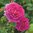 David Austin -ros 'Young Lycidas' (Ausvibrant)