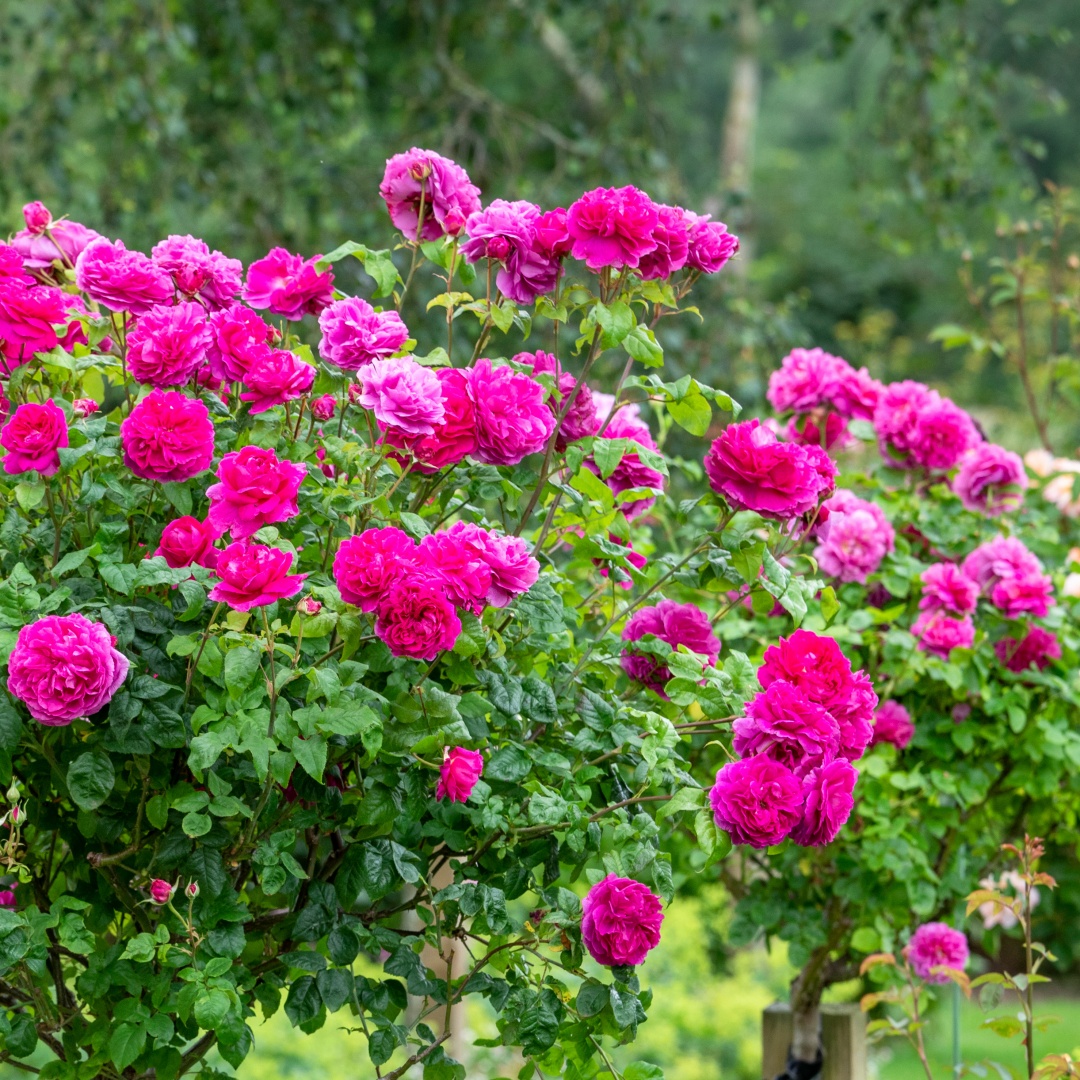 David Austin -ros 'Young Lycidas' (Ausvibrant)