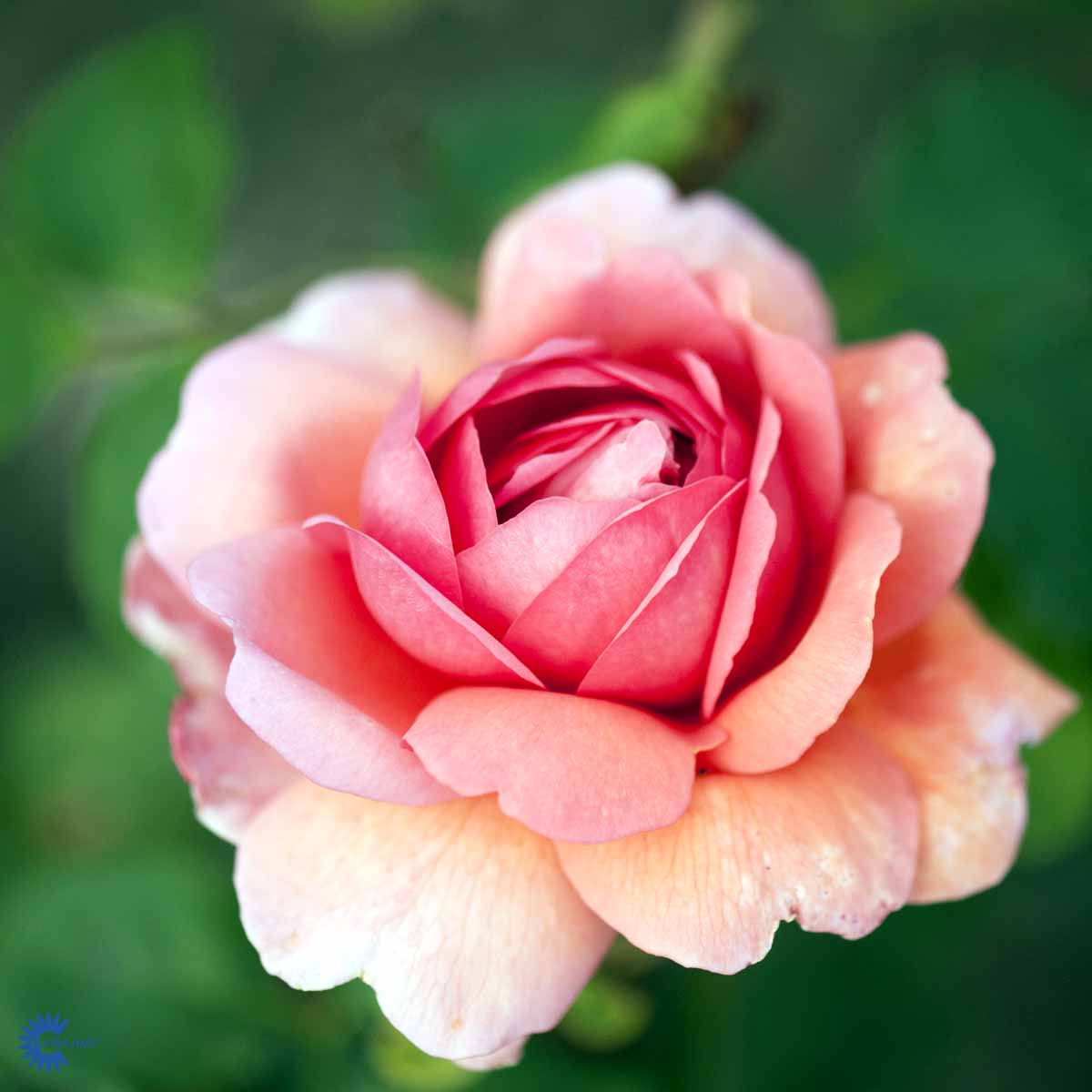 David Austin -ros 'Princess Alexandra of Kent' (Ausmerchant)