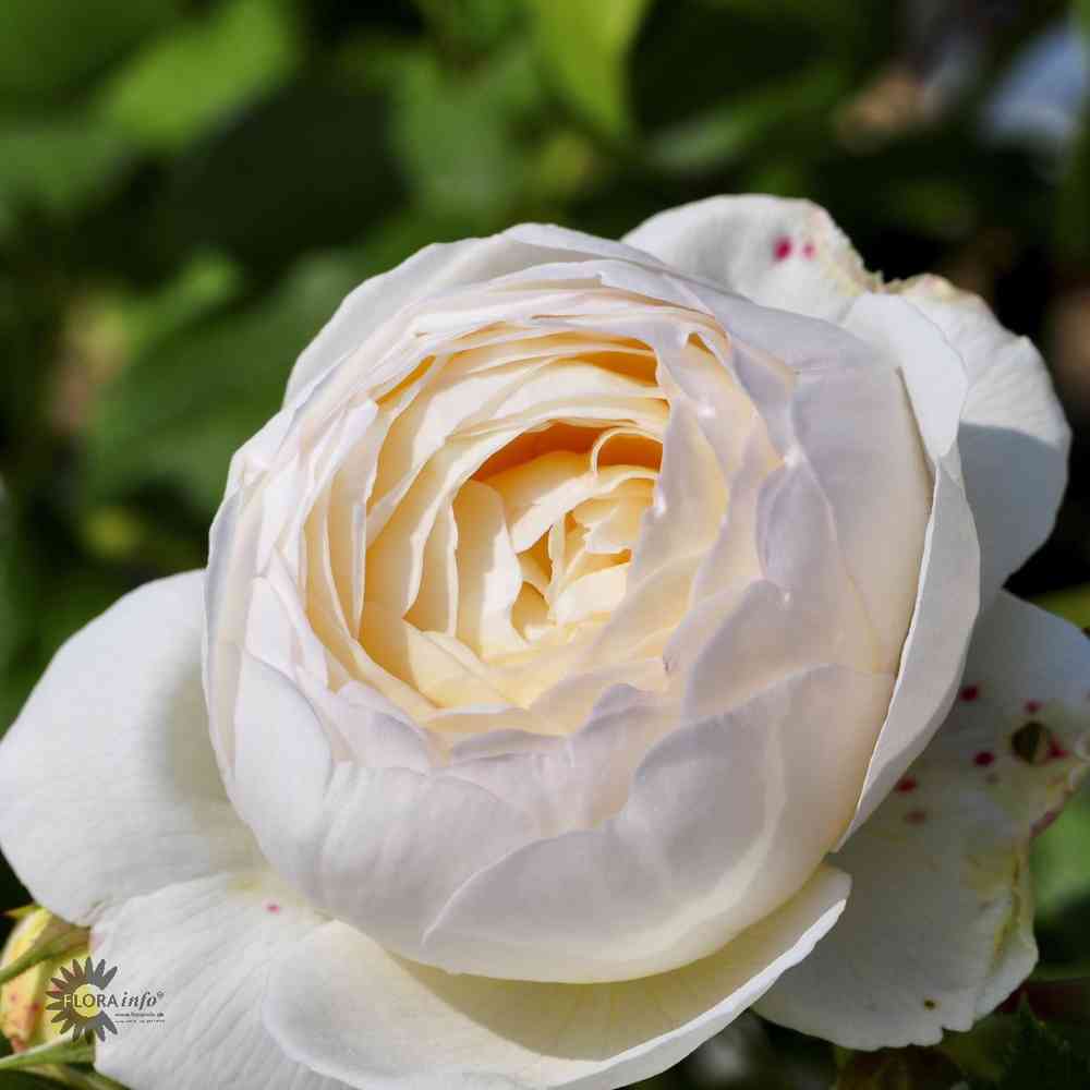 David Austin -klätterros 'Claire Austin' (Ausprior)