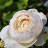 David Austin -köynnösruusu 'Claire Austin'