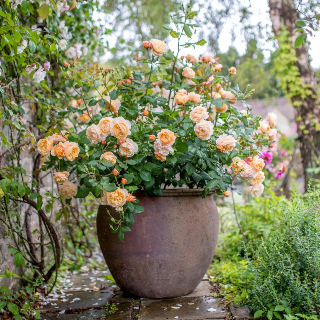 David Austin -ros 'Roald Dahl' (Ausowlish)