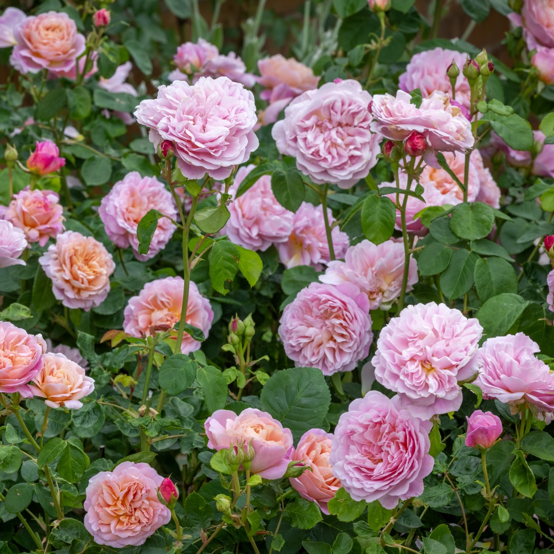 David Austin -ros 'Eustacia Vye' (Ausegdon)