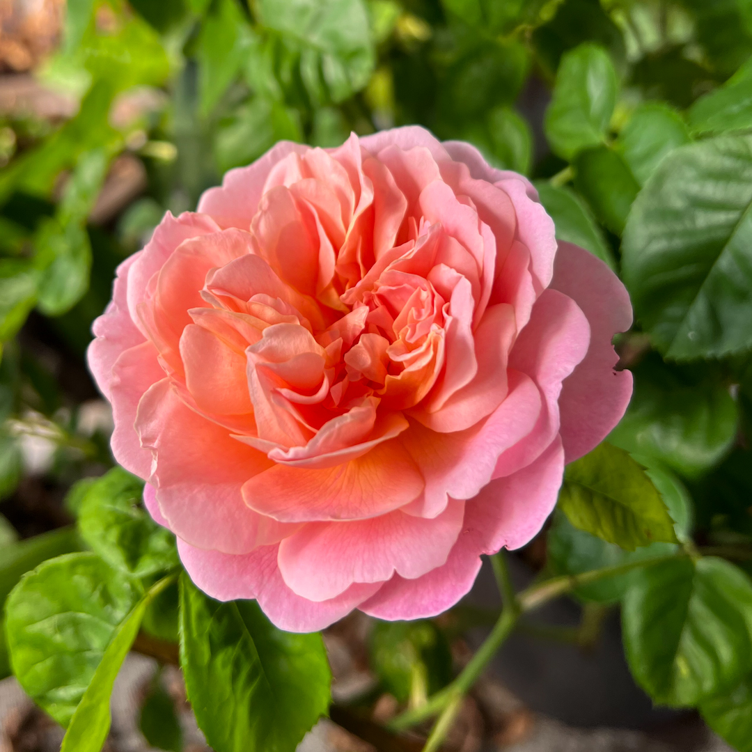 David Austin -ros 'Eustacia Vye' (Ausegdon)