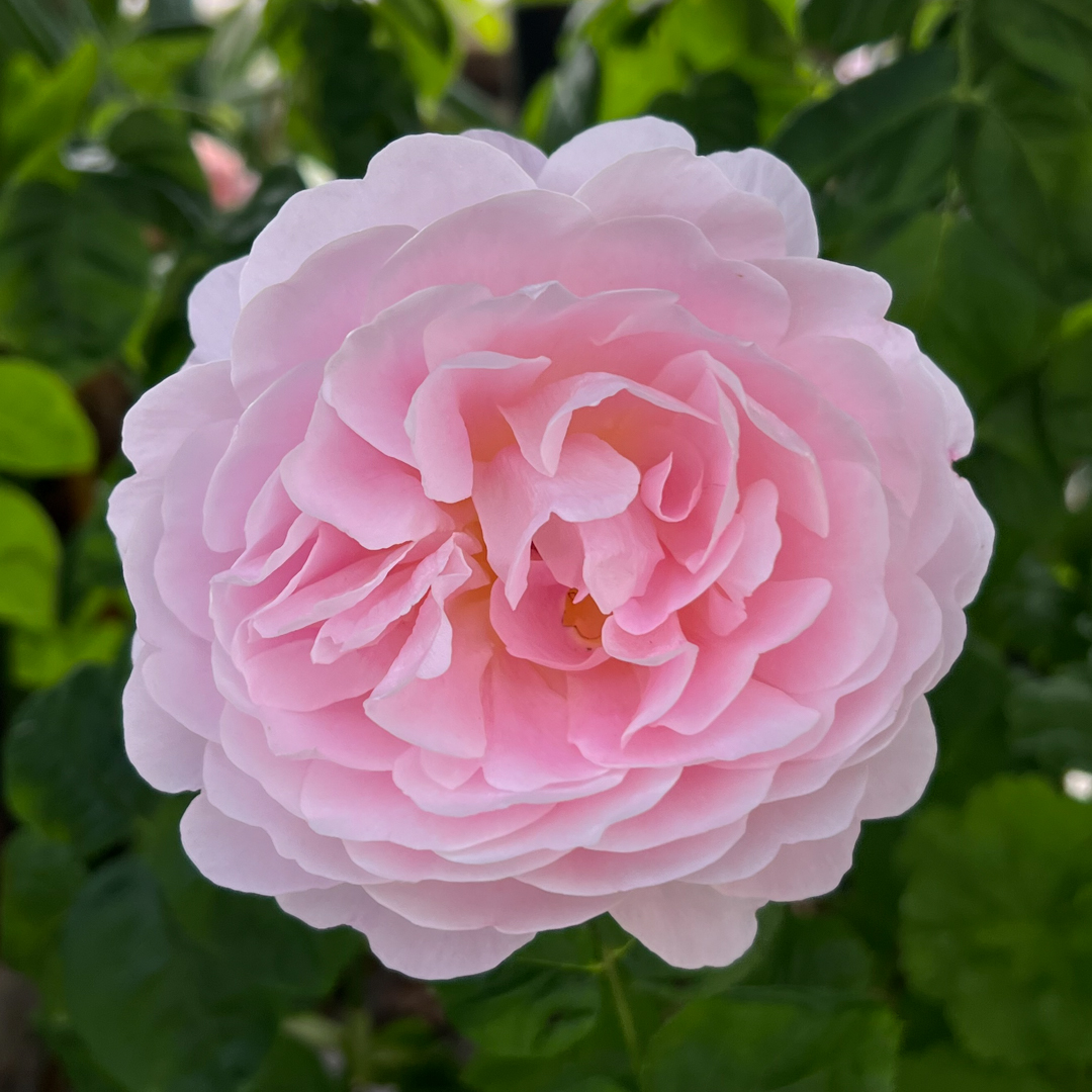 David Austin -ros 'Eustacia Vye' (Ausegdon)