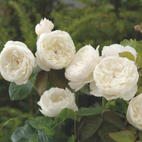 David Austin-ruusu 'William and Catherine' (Ausrapper)