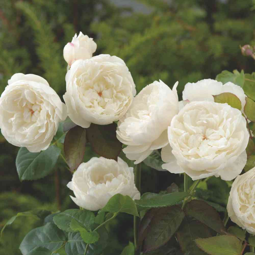 David Austin-ros 'William and Catherine' (Ausrapper)