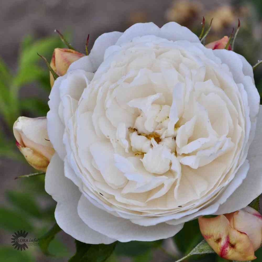David Austin-ros 'William and Catherine' (Ausrapper)