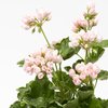 Tulppaanipelargoni 'Emma'