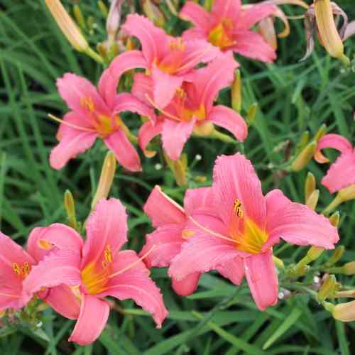 Hemerocallis Hybrida-Ryhmä