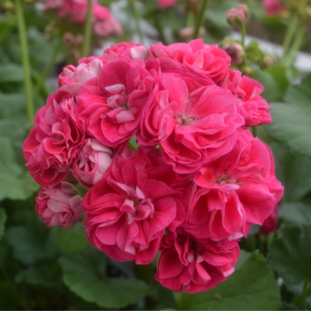 Pelargoni 'Rosalinda'