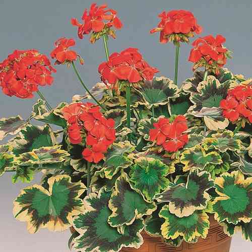 Lehtipelargoni 'Mrs Polloc'