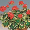 Lehtipelargoni 'Mrs Polloc'