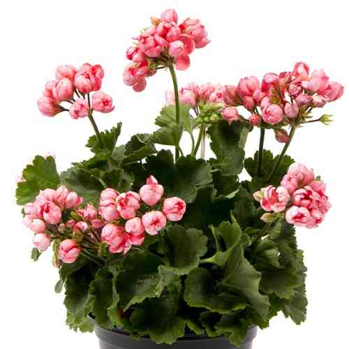 Tulppaanipelargoni 'Pink Pandora'