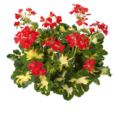 Lehtipelargoni 'Happy Thought Red'