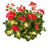 Lehtipelargoni 'Happy Thought Red'