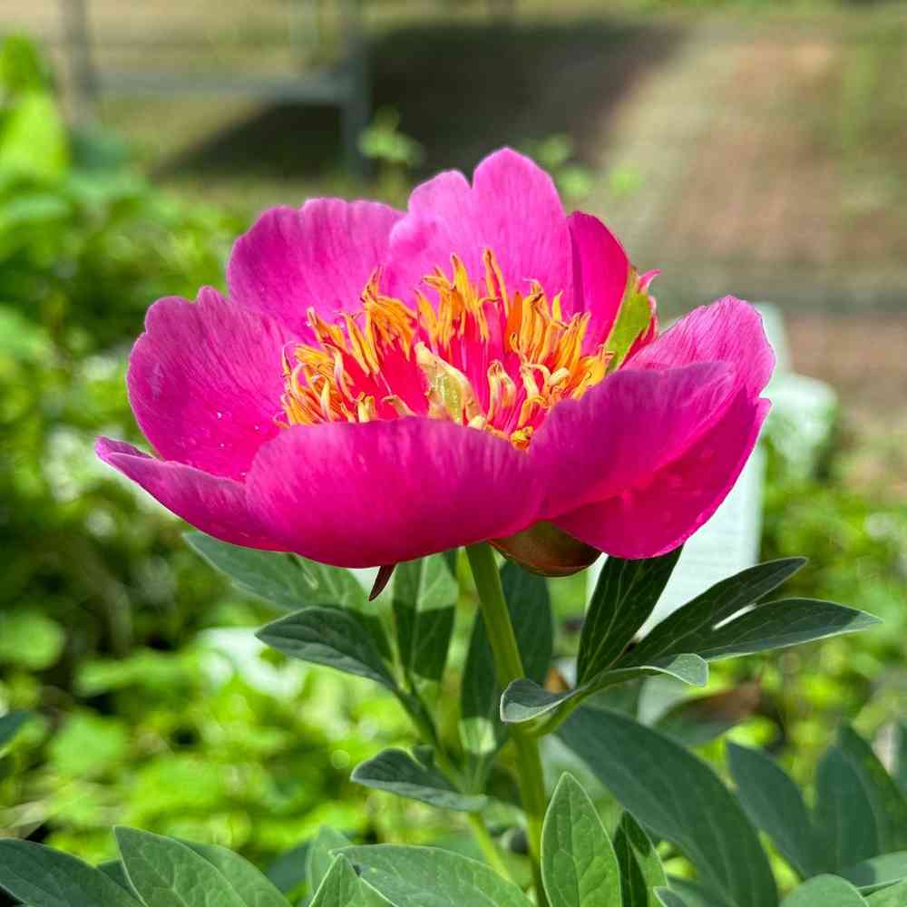 Vuoripioni (vuokkopioni) 'Anemoniflora'