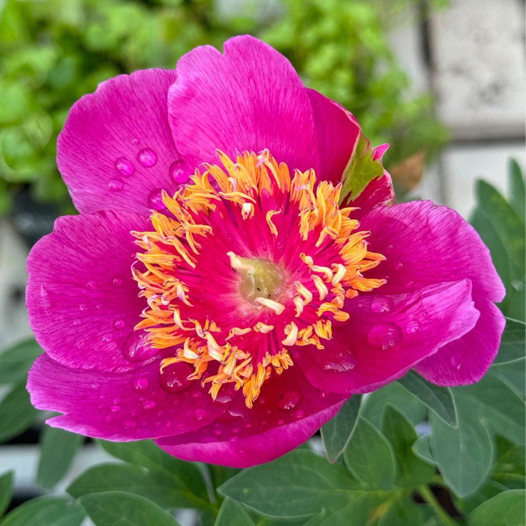 Vuoripioni (vuokkopioni) 'Anemoniflora'