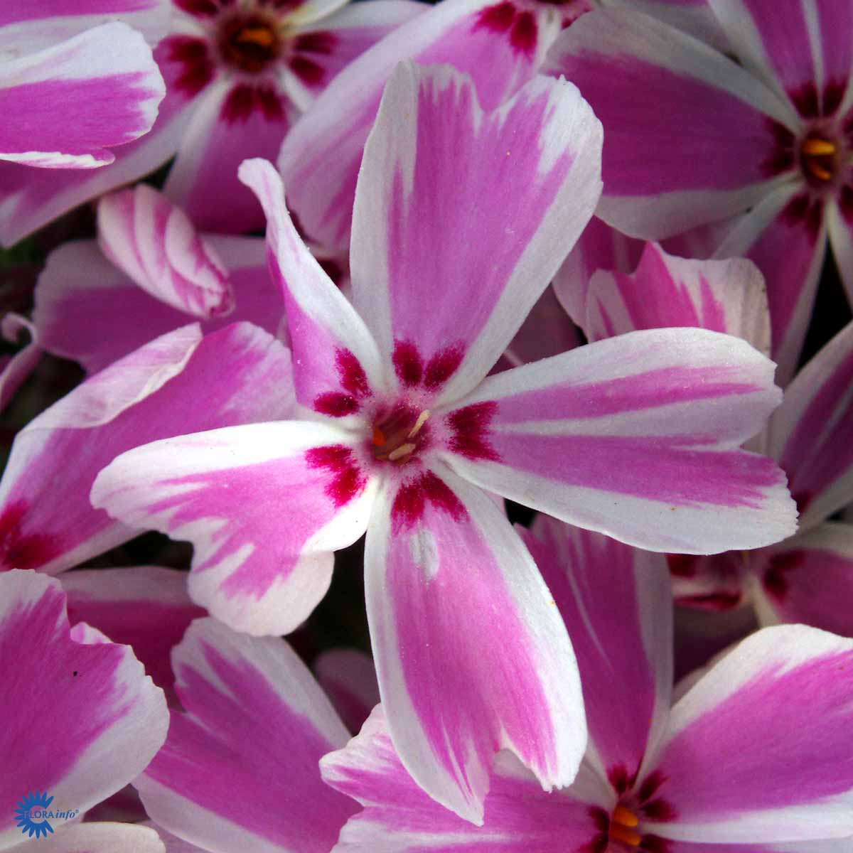 Sammalleimu 'Candy Stripes'