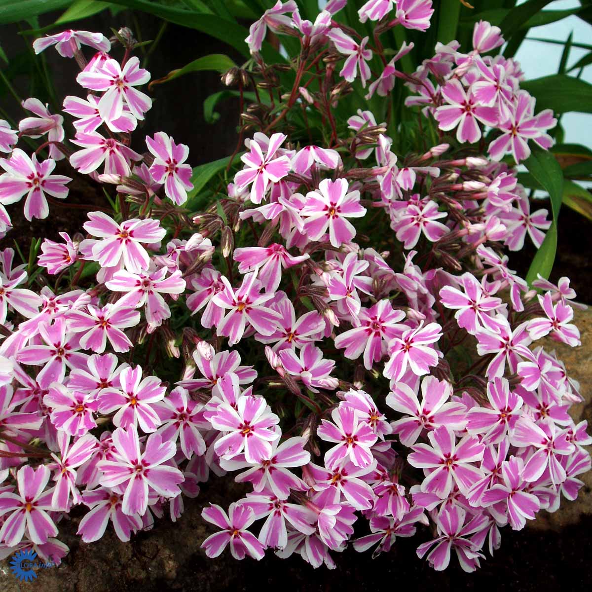 Sammalleimu 'Candy Stripes'