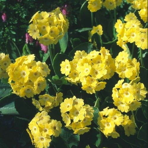 Pihaesikko
