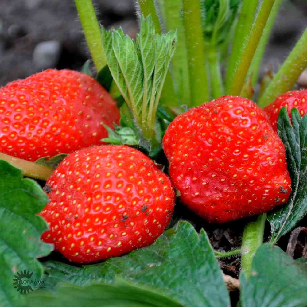 Fragaria x ananassa
