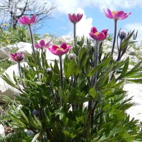 Anemone multifida