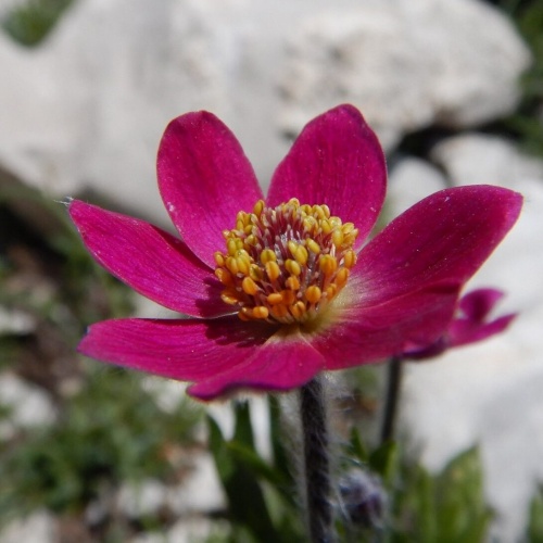 Anemone multifida