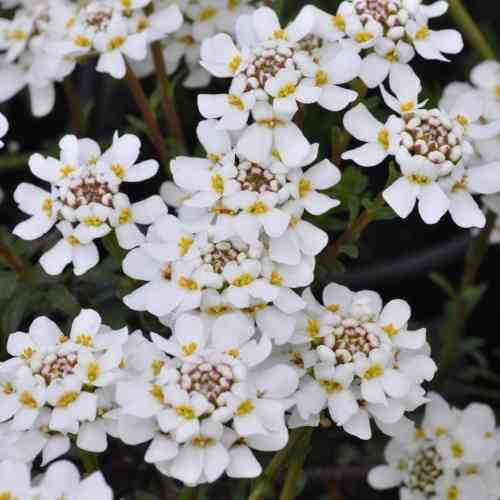 Talvisaippo 'Snowflake'