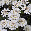 Talvisaippo 'Snowflake'