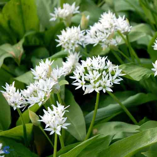 Allium ursinum