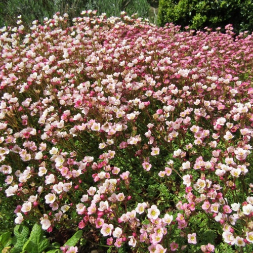 Patjarikko 'Pixie Pan Appleblossom'