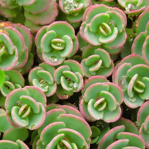 Maksaruoho 'Sunsparkler® Lime Zinger'