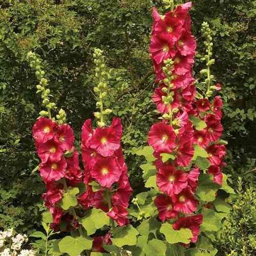 Tarhasalkoruusu 'Mars Magic'