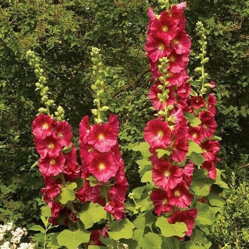 Tarhasalkoruusu 'Mars Magic'
