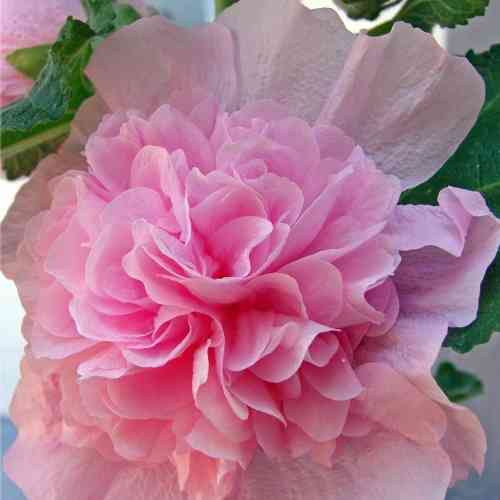 Tarhasalkoruusu 'Pleniflora Rose'