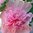 Tarhasalkoruusu 'Pleniflora Rose'