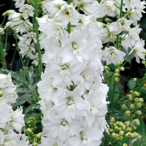 Jaloritarinkannus 'Galahad'