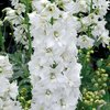 Jaloritarinkannus 'Galahad'