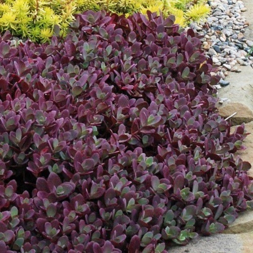 Maksaruoho 'SunSparkler® Firecracker'