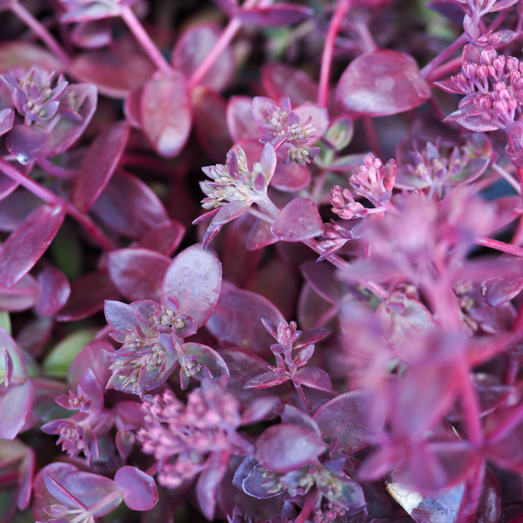 Maksaruoho 'SunSparkler® Firecracker'