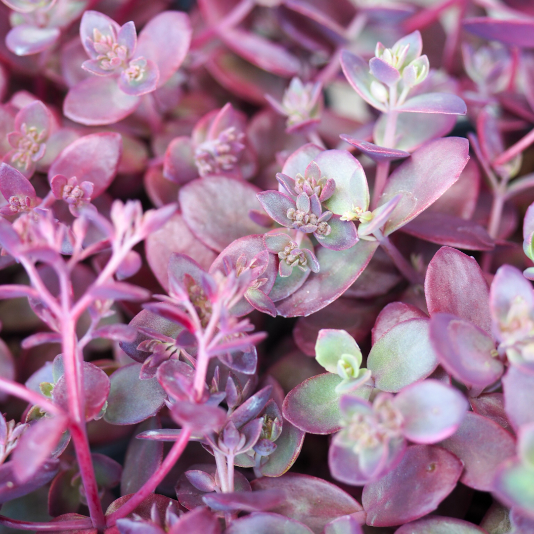 Maksaruoho 'SunSparkler® Firecracker'