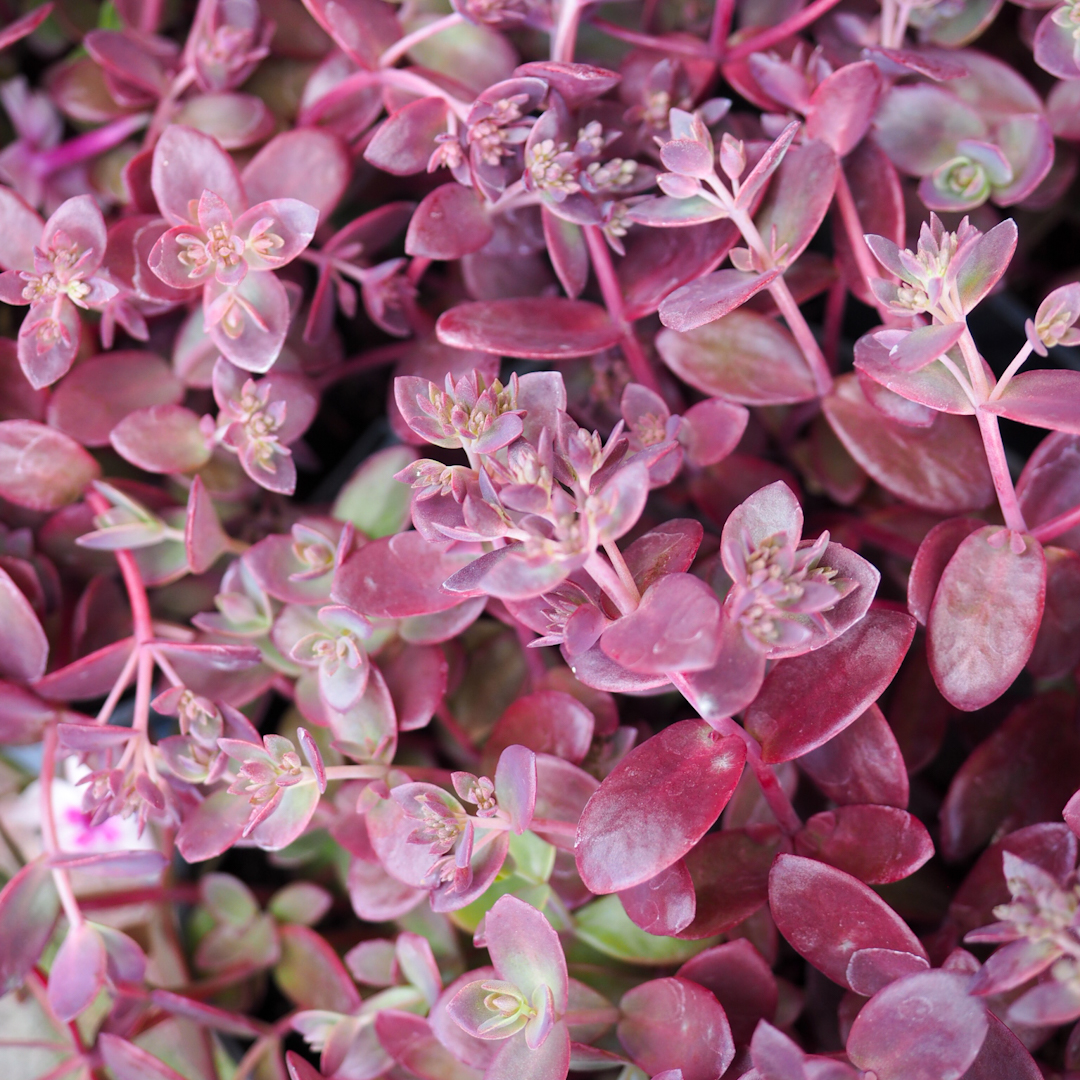 Maksaruoho 'SunSparkler® Firecracker'
