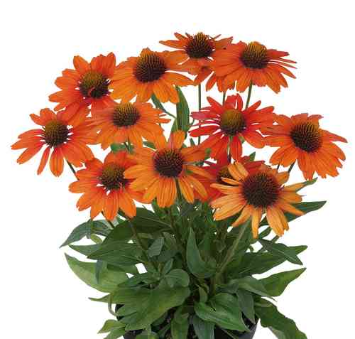 Punahattu 'Kismet Orange'