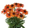 Punahattu 'Kismet Orange'
