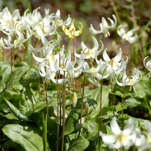 Flerblommig hundtandslilja 'White Beauty'