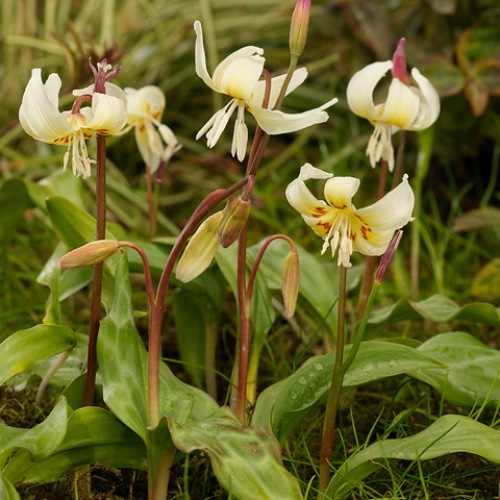 Flerblommig hundtandslilja 'White Beauty'